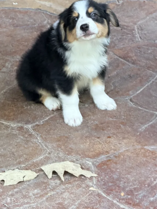 Bandit – Australian Shepherd puppy for sale in Montgomery, TX