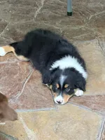 Nestle, a male Australian Shepherd for sale in Montgomery, TX – 4 of 5