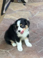 Bandit, a male Australian Shepherd for sale in Montgomery, TX – 2 of 3