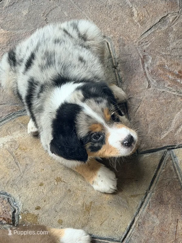 Preacher – Australian Shepherd puppy for sale in Montgomery, TX