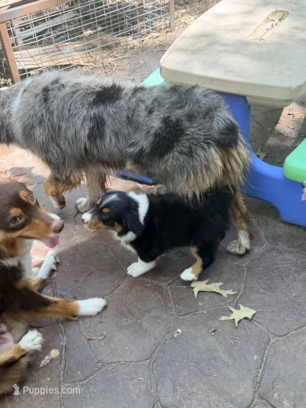 Nestle – Australian Shepherd puppy for sale in Montgomery, TX