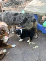 Nestle, a male Australian Shepherd for sale in Montgomery, TX – 1 of 5