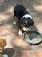 Nestle, a male Australian Shepherd for sale in Montgomery, TX – 2 of 5
