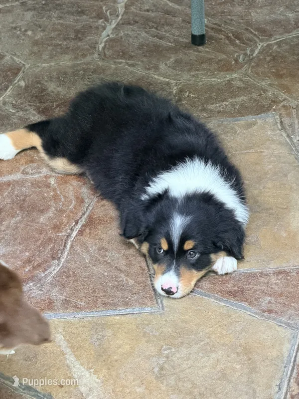 Nestle – Australian Shepherd puppy for sale in Montgomery, TX