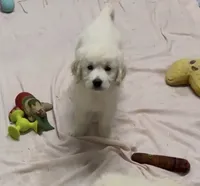 Full AKC Golden Girl , a female English Cream Golden Retriever for sale in Payson, AZ – 3 of 3