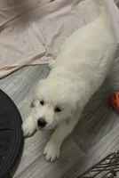 Full AKC Golden Girl , a female English Cream Golden Retriever for sale in Payson, AZ – 2 of 3