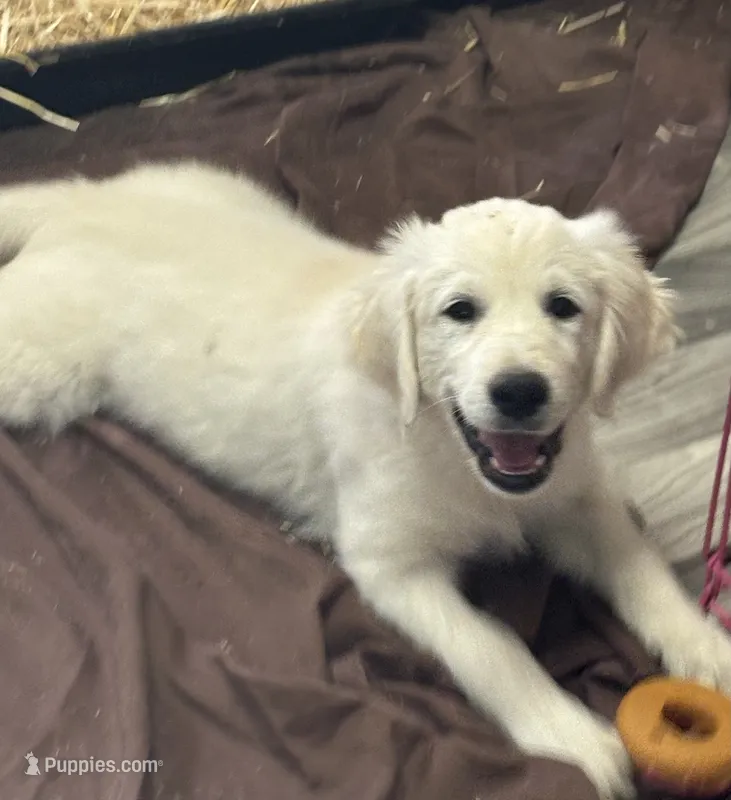 Golden Girl – Golden Retriever puppy for sale in Payson, AZ