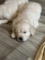 Golden boy, a male English Cream Golden Retriever for sale in Phoenix, AZ – Photo 1 of 3