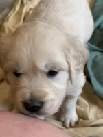 Golden boy, a male English Cream Golden Retriever for sale in Phoenix, AZ – Photo 2 of 3