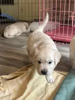 Golden boy, a male English Cream Golden Retriever for sale in Phoenix, AZ – Photo 3 of 3