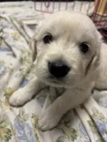 Golden Girl, a female Golden Retriever for sale in Phoenix, AZ – Photo 3 of 3