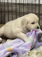 Golden Girl, a female Golden Retriever for sale in Phoenix, AZ – Photo 2 of 3