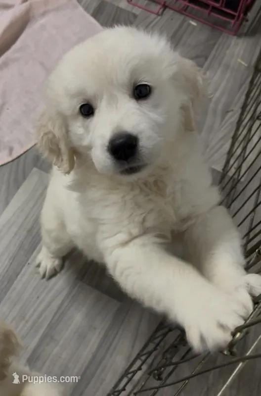 Full AKC Golden Girl  – English Cream Golden Retriever puppy for sale in Payson, AZ