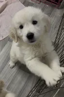 Full AKC Golden Girl , a female English Cream Golden Retriever for sale in Payson, AZ – 1 of 3