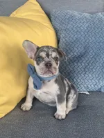 Bently, a male French Bulldog for sale in Berlin, OH – 4 of 8