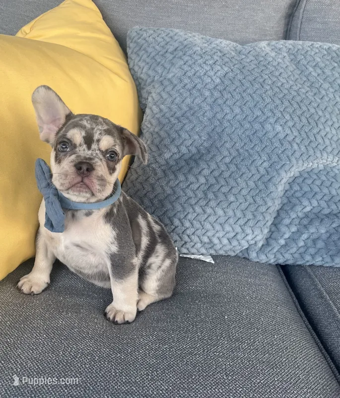 Bently – French Bulldog puppy for sale in Berlin, OH