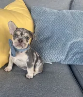 Bently, a male French Bulldog for sale in Berlin, OH – 1 of 8