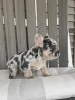 Maggie, a female French Bulldog for sale in Berlin, OH – 3 of 6