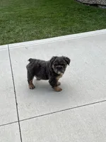 Fluffy Allie, a female English Bulldog for sale in Millersburg, OH – Photo 4 of 5