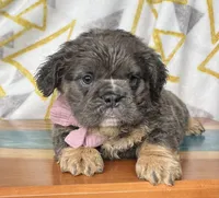 Fluffy Allie, a female English Bulldog for sale in Millersburg, OH – Photo 2 of 6