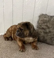 Fluffy Allie, a female English Bulldog for sale in Millersburg, OH – Photo 6 of 6