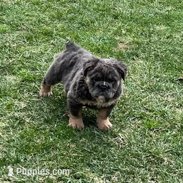 Fluffy Allie – English Bulldog puppy for sale in Millersburg, OH
