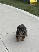 Fluffy Allie, a female English Bulldog for sale in Millersburg, OH – Photo 2 of 5