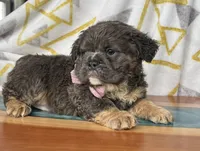 Fluffy Allie, a female English Bulldog for sale in Millersburg, OH – Photo 3 of 6