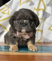 Fluffy Allie, a female English Bulldog for sale in Millersburg, OH – Photo 4 of 6