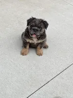 Fluffy Allie, a female English Bulldog for sale in Millersburg, OH – Photo 3 of 5