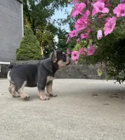 Sonya, a female French Bulldog for sale in Berlin, OH – 6 of 6