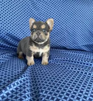 Brock, a male French Bulldog for sale in Berlin, OH – 4 of 8