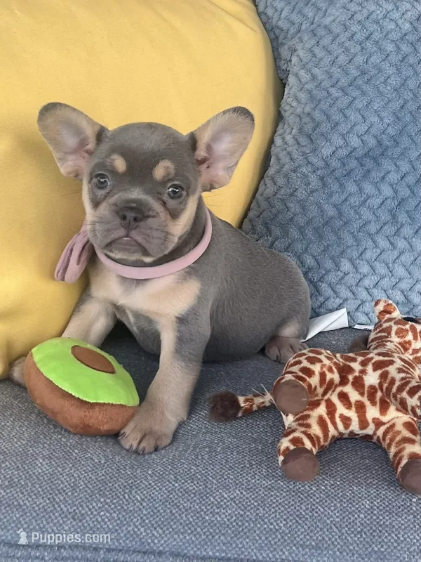 Emma genetic clear – French Bulldog puppy for sale in Berlin, OH