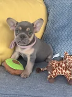 Emma genetic clear, a female French Bulldog for sale in Berlin, OH – 1 of 10