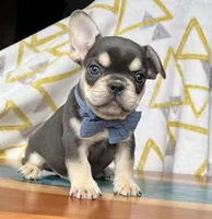 Chip, a male French Bulldog for sale in Millersburg, OH – Photo 4 of 4