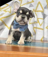 Chip, a male French Bulldog for sale in Millersburg, OH – Photo 3 of 4