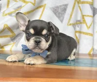 Chip, a male French Bulldog for sale in Millersburg, OH – Photo 2 of 4