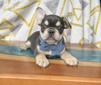 Chip, a male French Bulldog for sale in Millersburg, OH – Photo 1 of 4
