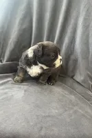 processed/5f72dd42-e64a-460c-80ce-f9c5c3e29315/listing/10fa062e-387c-499f-9d25-5fd16f9d9be9/02496a33-b406-4a4a-aa3f-0390f61d1a9c