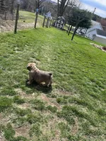 Fluffy Stormy, a male English Bulldog for sale in Millersburg, OH – Photo 5 of 6