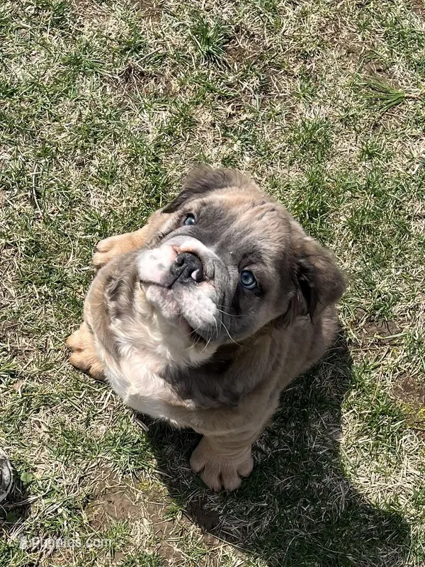 Fluffy Stormy – English Bulldog puppy for sale in Millersburg, OH