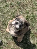 Fluffy Stormy, a male English Bulldog for sale in Millersburg, OH – Photo 3 of 6