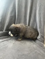 processed/5f72dd42-e64a-460c-80ce-f9c5c3e29315/listing/10fa062e-387c-499f-9d25-5fd16f9d9be9/781b520b-9f42-4f0b-b7e7-289c5b433809