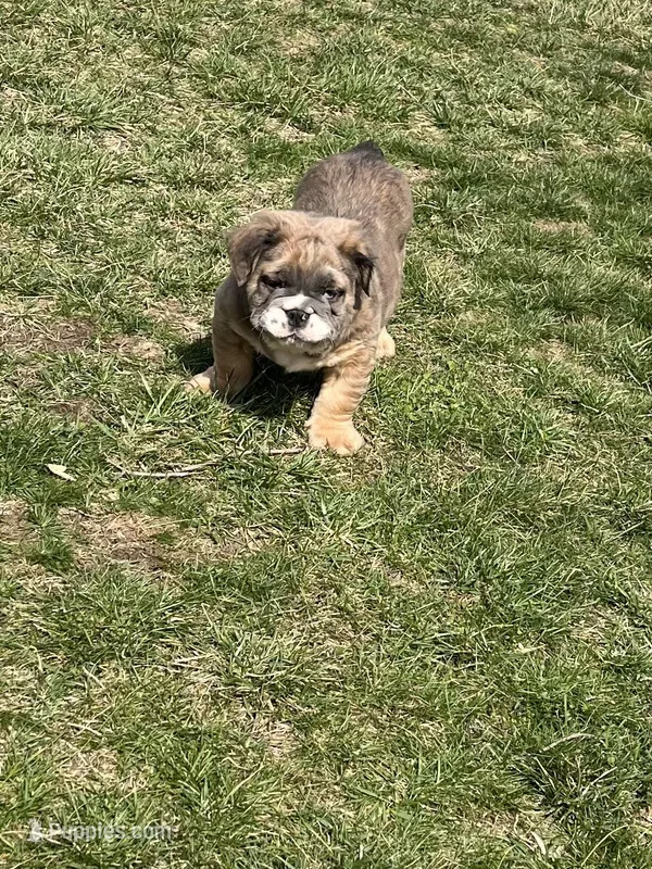 Fluffy Stormy – English Bulldog puppy for sale in Millersburg, OH