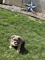 Fluffy Stormy, a male English Bulldog for sale in Millersburg, OH – Photo 4 of 6