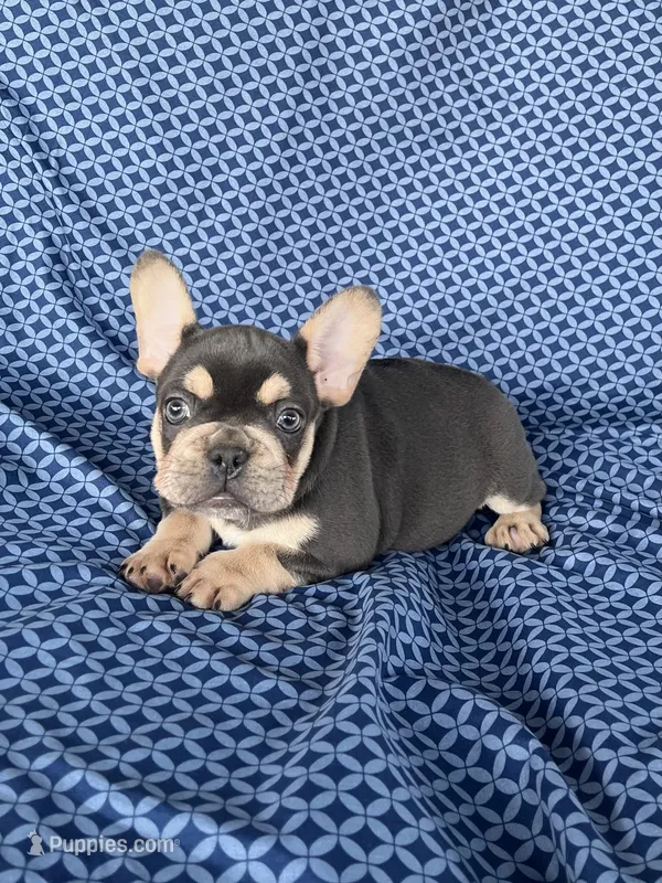 Sonya – French Bulldog puppy for sale in Berlin, OH