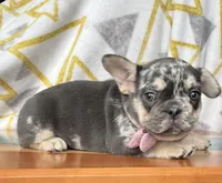 Splash, a female French Bulldog for sale in Millersburg, OH – Photo 4 of 4