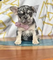 Splash, a female French Bulldog for sale in Millersburg, OH – Photo 3 of 4