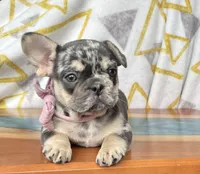 Splash, a female French Bulldog for sale in Millersburg, OH – Photo 2 of 4