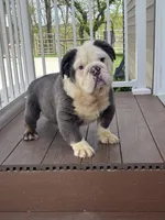 Finnely, a male English Bulldog for sale in Berlin, OH – 5 of 5